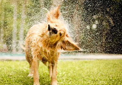 A golden retriever shakes off water on a sunny lawn.