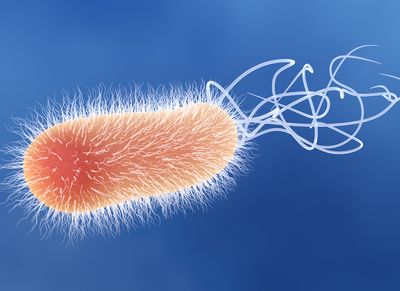 An orange Pseudomonas aeruginosa bacterium with white flagella on a blue background.