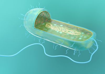 3D cartoon of a blue and green prokaryote on a teal background. Part of the cell is cutaway to reveal its circular chromosome.