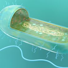 3D cartoon of a blue and green prokaryote on a teal background. Part of the cell is cutaway to reveal its circular chromosome.