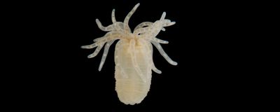 The image shows an individual sea anemone of the species Nematostella vectensi against a black background.