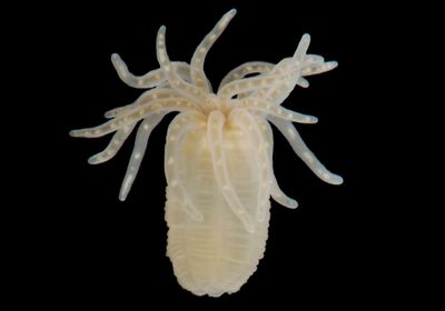 The image shows an individual sea anemone of the species Nematostella vectensi against a black background.&nbsp;