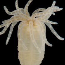 The image shows an individual sea anemone of the species Nematostella vectensi against a black background.&nbsp;