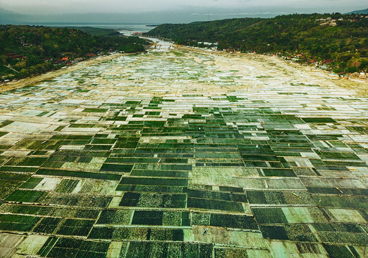 Drone view of the patterned seaweed plantations in Nusa Lembongan in Bali Indonesia.