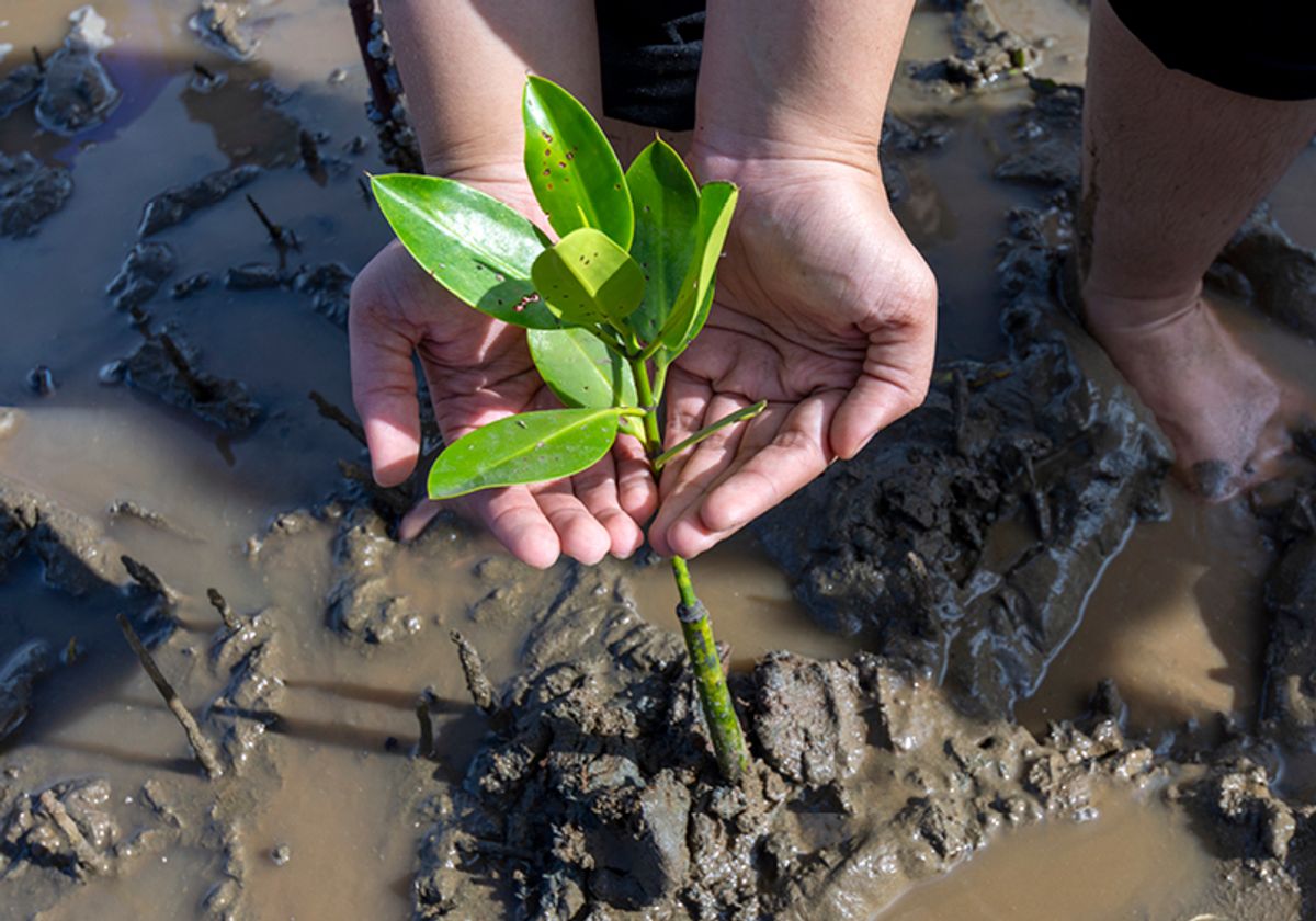 Aceh mangrove forest conservation efforts