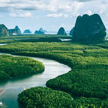 Image of a mangrove forest and river in Thailand.