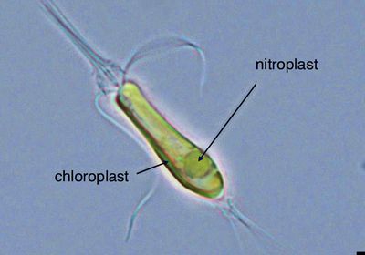 A light micrograph image shows a green oblong organism with flagella. Inside it is a circular structure.