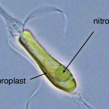 A light micrograph image shows a green oblong organism with flagella. Inside it is a circular structure.