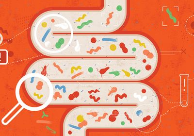 A cartoon of pills and bacteria along the human intestine.