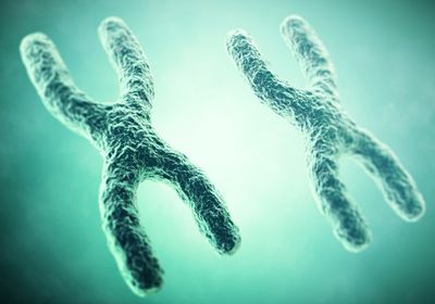 A 3D scientific illustration of two X chromosomes