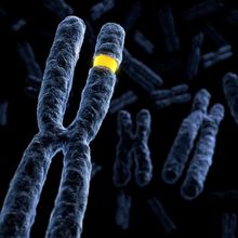 An illustration of a chromosome with a yellow-colored mutation.