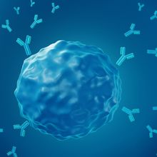 An illustration of a B cell secreting autoantibodies.