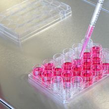 A scientist cultures organoids in a multi-well plate filled with red cell culture media