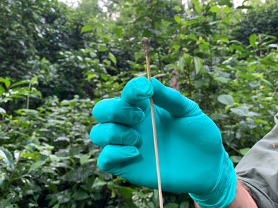 A blue gloved hand holding a long, brown cotton swab with a dirty tip.&nbsp;