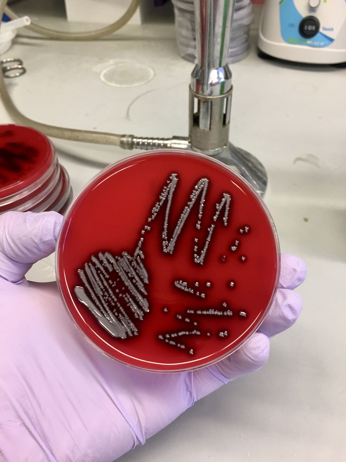 Greyish-colored microbial colonies on a red-colored agar plate.