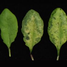 Green leaves in a row with varied degrees of black spots on a black background.