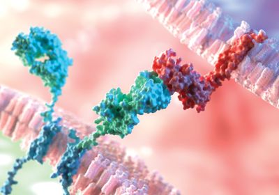 3D Rendering of Molecular Interaction in CAR Chimeric Antigen Receptor