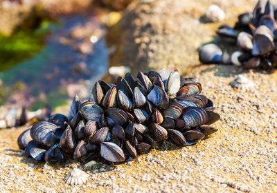 A group of mussels are clustered together on a rock.