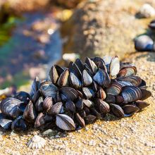 A group of mussels are clustered together on a rock.