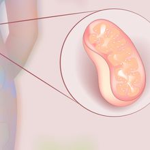 On the left, a diagram of a fetus and placenta inside the abdomen of a pregnant person, on the right, a pink mitochondrion.