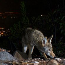 A California coyote above Santa Monica beach