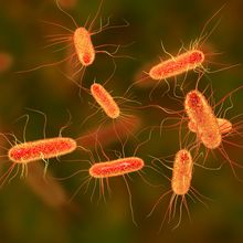 Orange bacteria on a green and orange background.