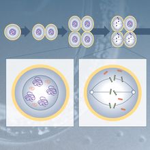 Infographic showing how some species undergo DNA elimination