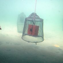 caged panels submerged underwater