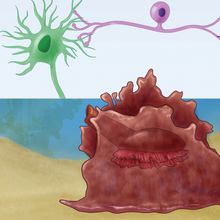 Infographic showing the selective strengthening of synapses that received stimulation.