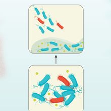 Infographic showing strategies used by cooperators to curb the cheater population in a bacterial community