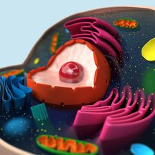 The structure of a biological cell (macro)