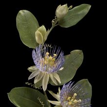 Glass blown and sculpted model of the golden bellapple (<em>Passiflora laurifolia</em>)