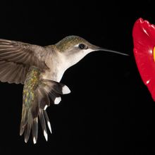 A hummingbird hovers next to a red and yellow feeder.