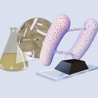 An illustration of a flask of bacteria, a weighted microscope slide, and two bacteria exchanging materials via nanotubes.