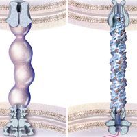 A side-by-side illustration of bacterial nanotubes, conjugative pili, and type 3 secretion systems such as injectisomes and flagella