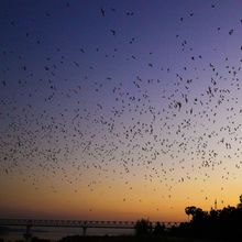 Countless bats swarming in the evening dusk