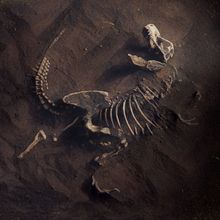 Dinosaur Fossil (Tyrannosaurus Rex) Found by Archaeologists