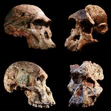 Four fossil skulls<br><br>