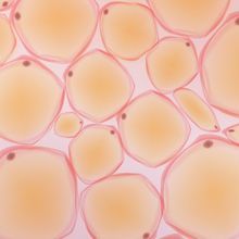 Fat Tissue Reorganizes During Pregnancy