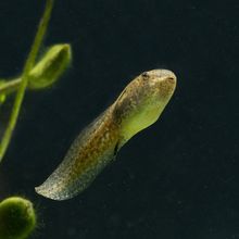 Tadpole