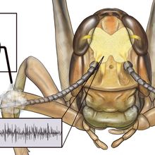 Infographic showing how scientists hack the locust brain to identify the unique odor signatures of oral cancers