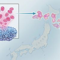 Infographic: How Scientists Are Creating Coral Cell Lines