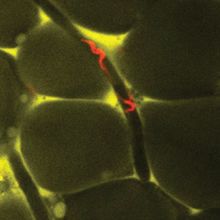 <em>T</em><em >rypanosoma brucei</em> parasites.