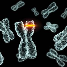 A computer-generated image of chromosomes on a black background. One chromosome has a ring of bright orange to indicate a mutation.