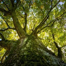 Photograph looking up a tree trunk