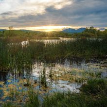 photo of marshy wetland in california at sunset