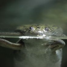 A frog partially submerged in water looking straight ahead