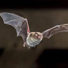 A brown and gray Daubenton&rsquo;s bat in midair, flying in the general direction of the camera with wings outstretched and mouth open.