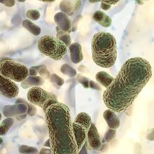 3D illustration of greenish-brown rod-shaped bacteria.