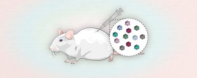 Illustration showing mouse being injected with AAV mixture